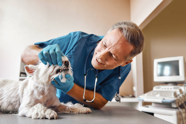 Best Emergency Tooth Extraction in Monroe North, WA